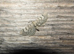 Eupithecia venosata