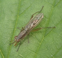 Sepedon spinipes