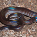 Sunbeam Snakes - Photo (c) Thomas Calame, some rights reserved (CC BY-NC)