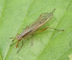 Sepedon spinipes