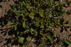Aizoon mezianum
