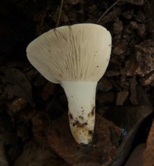 Russula marangania