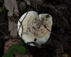 Russula marangania