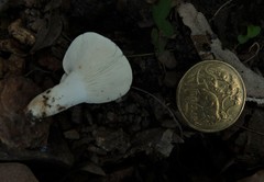 Russula marangania