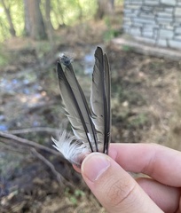 Ficedula semitorquata