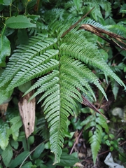Dryopteris bissetiana