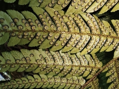Dryopteris bissetiana