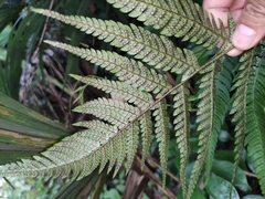 Dryopteris bissetiana