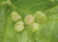 Dasineura ulmaria
