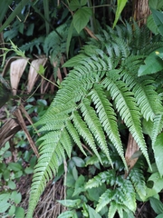 Dryopteris bissetiana