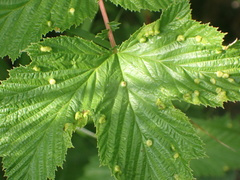 Dasineura ulmaria