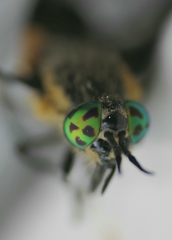 Chrysops relictus