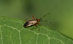 Adelphocoris rapidus
