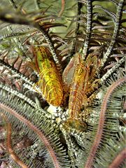 Synalpheus stimpsonii