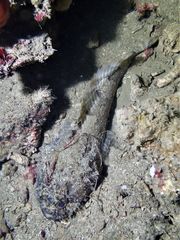 Batrachomoeus trispinosus