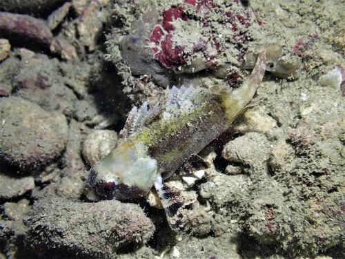 False scorpionfish (Centrogenys vaigiensis) — Centrogenyidae — 5