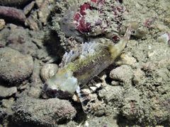 Centrogenys vaigiensis