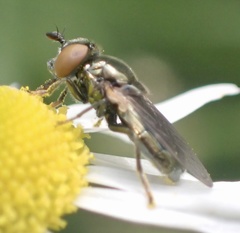 Lejogaster metallina