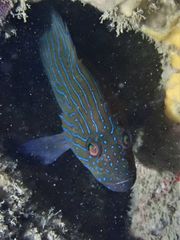 Cephalopholis formosa