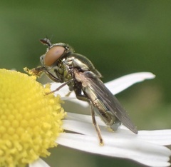 Lejogaster metallina