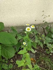Erigeron annuus