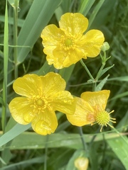 Ranunculus lingua
