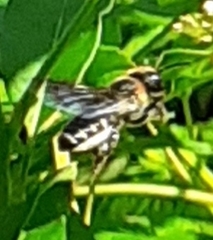 Megachile faceta