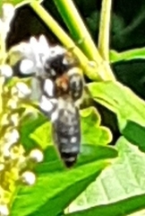 Megachile faceta