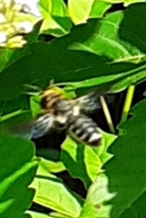 Megachile faceta