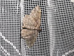 Philereme transversata