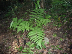 Macrothelypteris