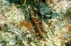 Thuridilla splendens
