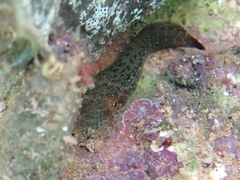 Lepadogaster candolii