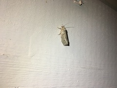 Epiblema grandaevana