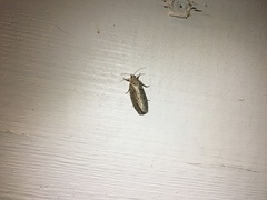 Epiblema grandaevana