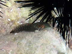 Lepadogaster candolii