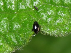 Longitarsus anchusae