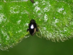 Longitarsus anchusae