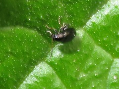 Longitarsus anchusae