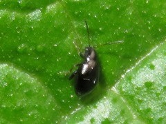 Longitarsus anchusae