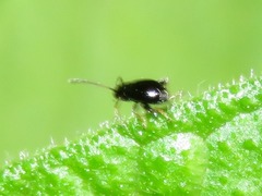 Longitarsus anchusae