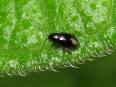 Longitarsus anchusae