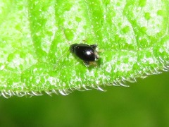 Longitarsus anchusae