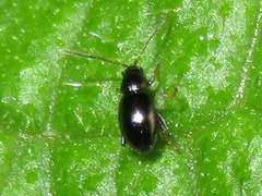 Longitarsus anchusae