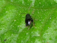 Longitarsus anchusae