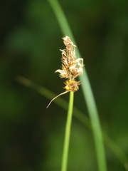 Carex disticha