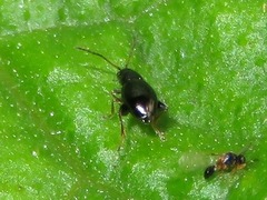 Longitarsus anchusae