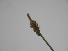 Carex disticha