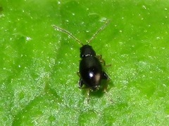 Longitarsus anchusae