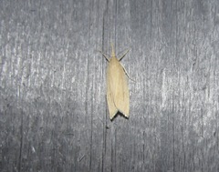 Schoenobius gigantella